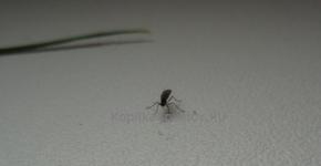 Цветочная муха: способы борьбы с ней в домашних условиях