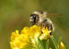 Люцерна посевная и желтая серповидная — ценные растения для пчеловодов